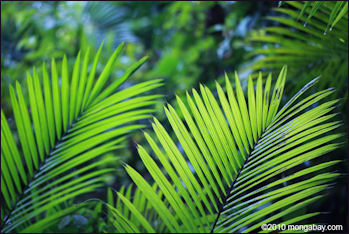 20110306-palms mongabay colombia_0373.jpg
